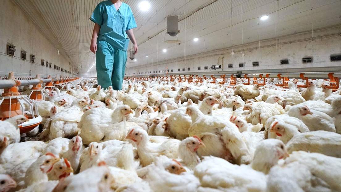 Alertan de que la gripe aviar puede provocar  una pandemia sin precedentes 