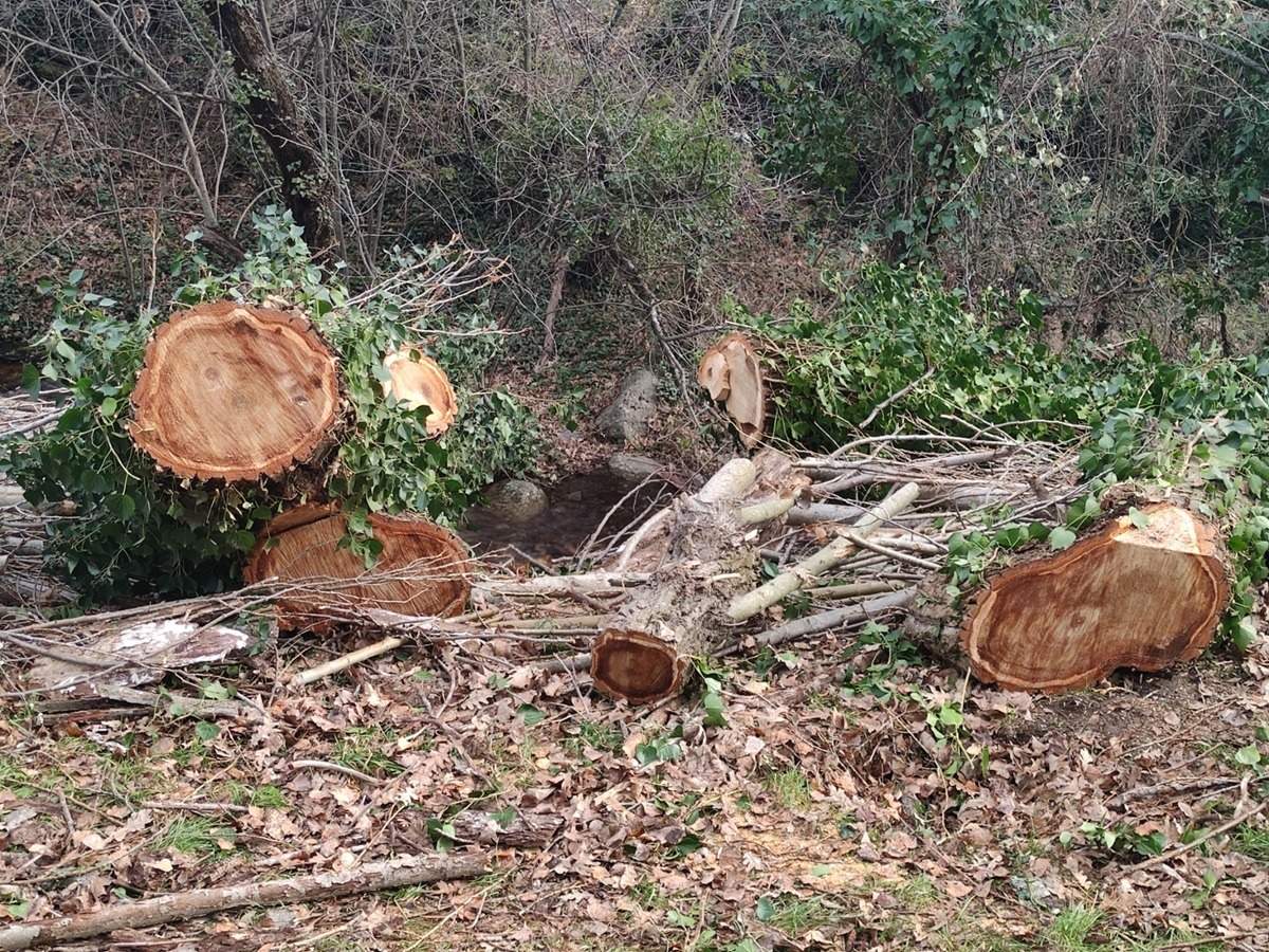 tala_arboles_mirafoles_sierra_ecologistas (1)