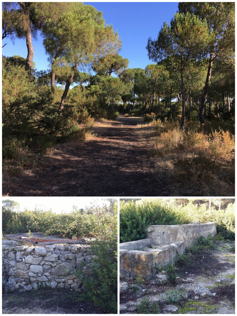 Pinar de la Algaida y restos de Luciferi Fanun