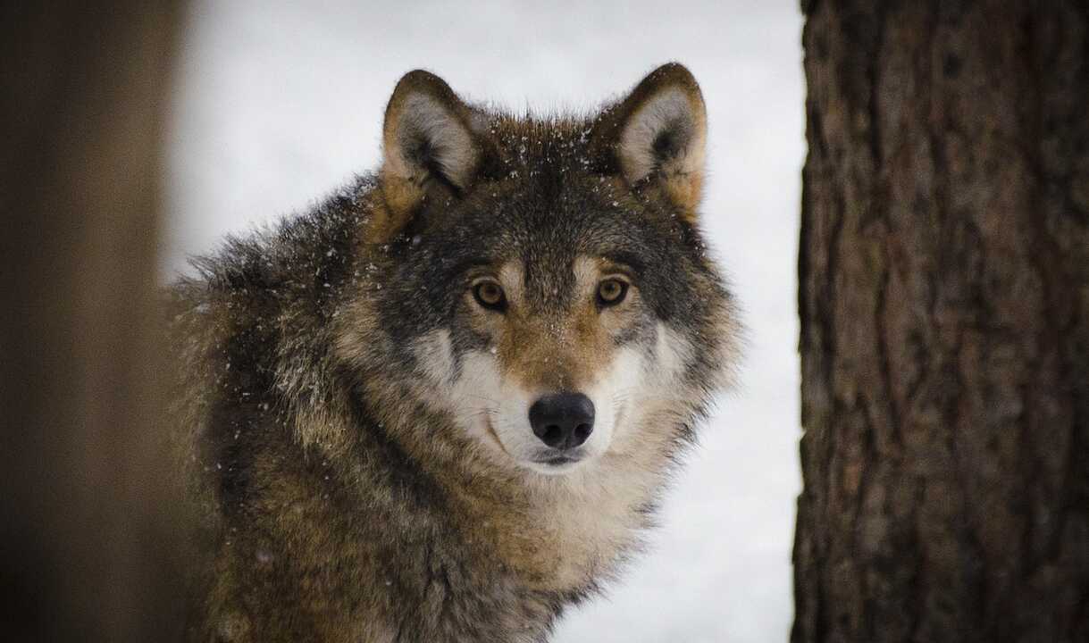 eurasian-wolf-2106894_1280