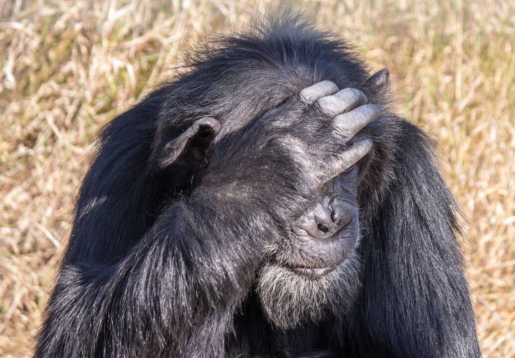 Chimpancé, Reserva Ol Pejeta, Kenia [2]